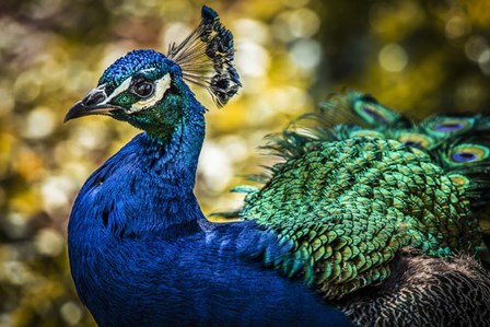 Peacock IV by Duncan art print