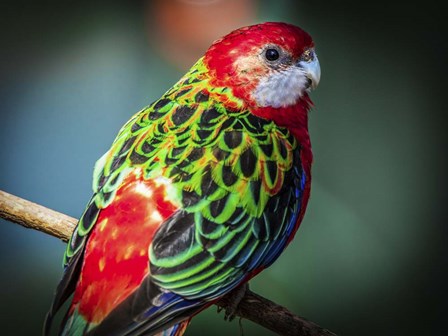 Colorfull Bird by Duncan art print