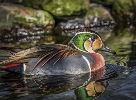 Colorfull Duck II by Duncan art print