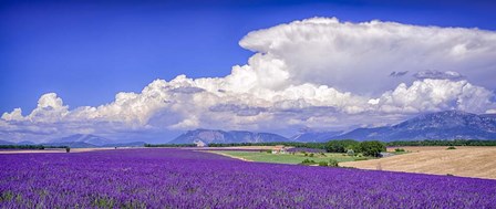 Cloud Bank Over Lavender - Panorama by Michael Blanchette Photography art print