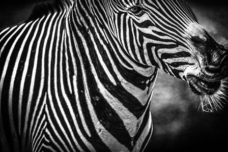 Zebra Black &amp; White by Duncan art print