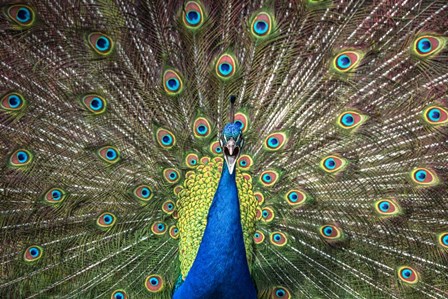 Peacock Showing Off Close Up by Duncan art print