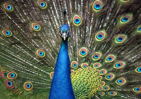 Peacock Showing Off Close Up II by Duncan art print