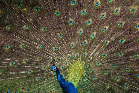 Peacock Showing Off IV by Duncan art print