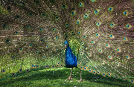 Peacock Showing Off V by Duncan art print