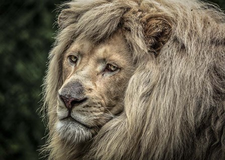 The White Lion by Duncan art print