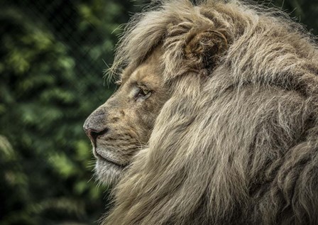 The White Lion Side by Duncan art print