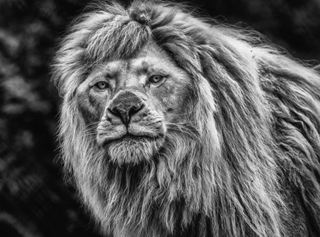 The White Albino Lion Black &amp; White by Duncan art print