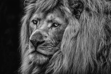 The White Albino Lion Close Up Black &amp; White by Duncan art print