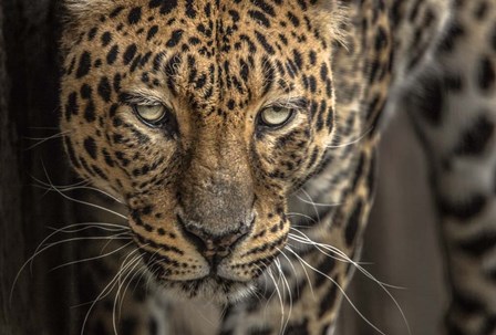 The Jaguar by Duncan art print