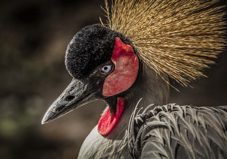 Crowned Crane IV by Duncan art print