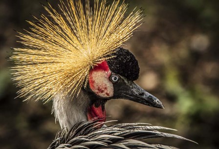 Crowned Crane V by Duncan art print