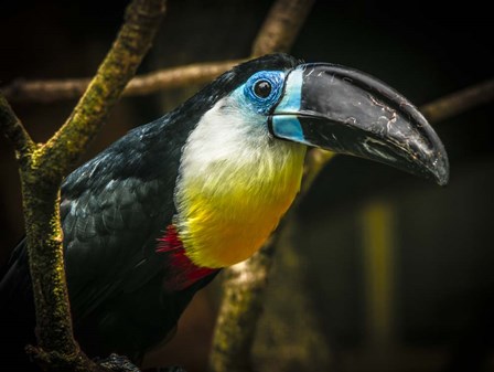 Toucan II by Duncan art print