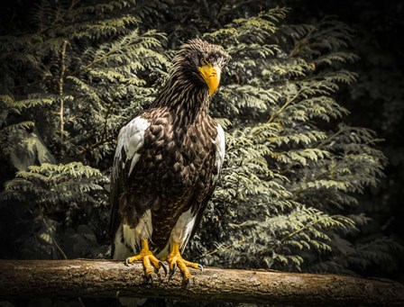 Steller Eagle VI by Duncan art print