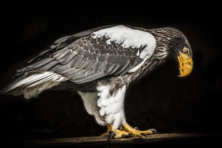 Steller Sea Eagle II by Duncan art print