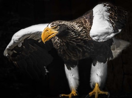 Steller Sea Eagle Wings III by Duncan art print