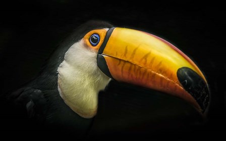 Toucan IV by Duncan art print