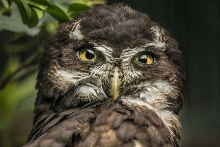 Little Owl by Duncan art print