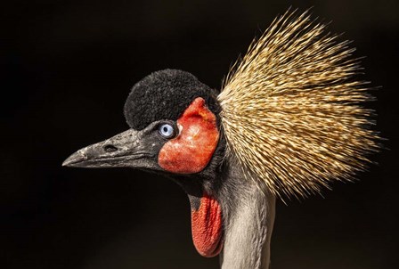 Crowned Crane Close Up by Duncan art print