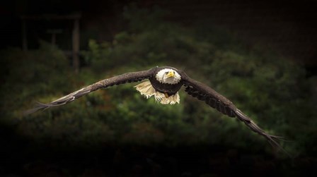 Sea Eagle Flight by Duncan art print