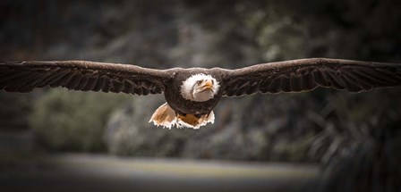 Sea Eagle Flight II Black &amp; White by Duncan art print