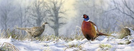 Pheasants by Nigel Artingstall art print