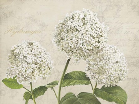 Hydrangeas I (Neutre) by Remy Dellal art print