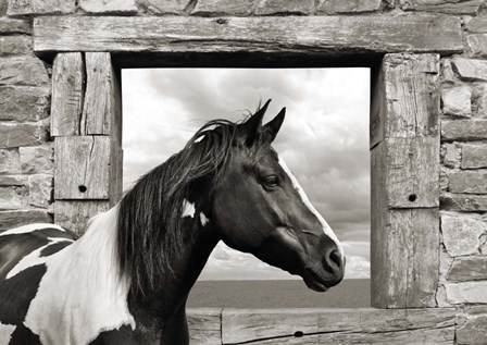 Painted Horse (BW) by Lauren Julian art print