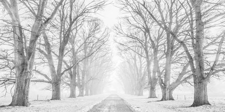 Tree Lined Road in the Snow by Pangea Images art print