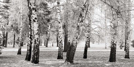 Birches in a Park by Pangea Images art print
