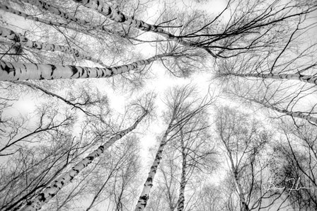 Through The Birch Trees by 5fishcreative art print