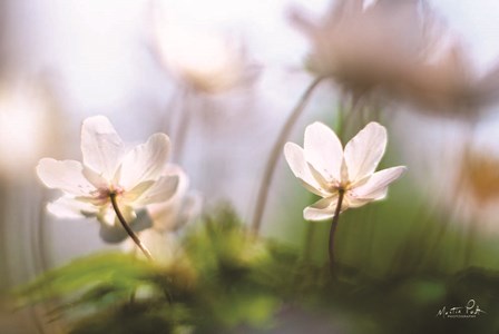 Anemones by Martin Podt art print