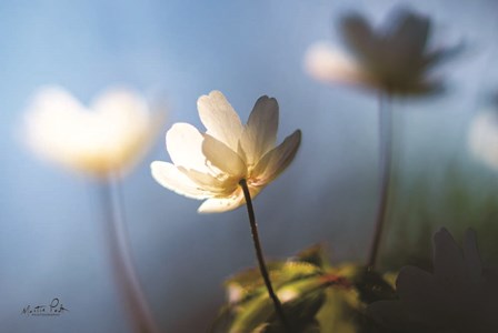 Anemones in Blue by Martin Podt art print