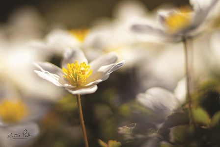 Anemone Up Close by Martin Podt art print