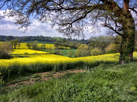 Pastoral Countryside XIV by Colby Chester art print