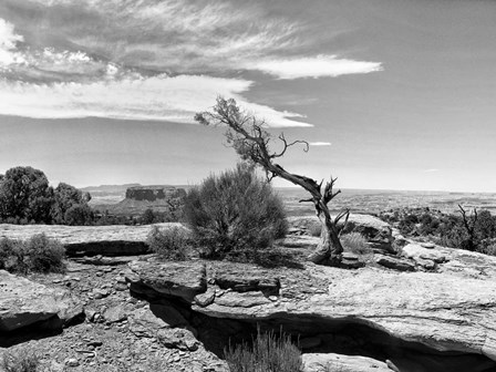 Canyon Lands IV by Jenna Guthrie art print