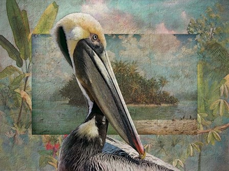Pelican Paradise II by Steve Hunziker art print