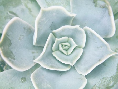 Storybook Succulent II by Jason Johnson art print