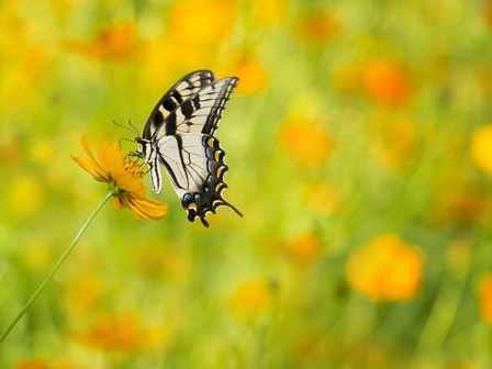 Butterfly Portrait VIII by PHBurchett art print