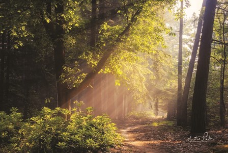 Sunny Trail by Martin Podt art print