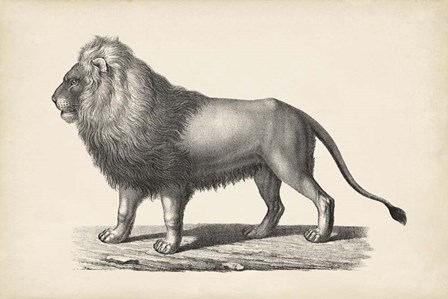 Lion by Karl Brodtmann art print