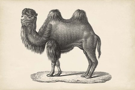 Camel by Karl Brodtmann art print