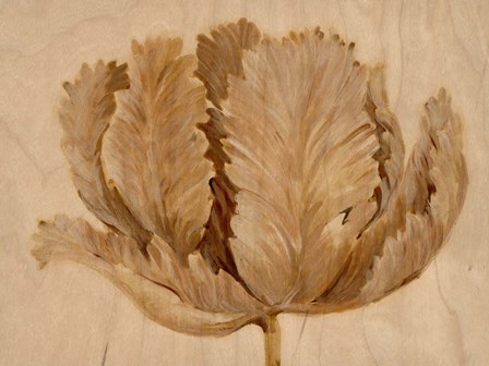 Sepia Tulip on Birch II by Timothy O&#39;Toole art print