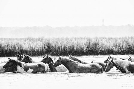 Water Horses III by PHBurchett art print