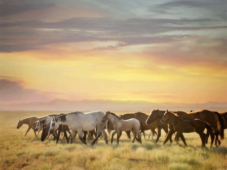 Sunkissed Horses I by PHBurchett art print