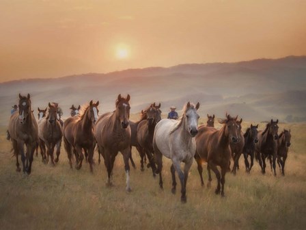 Sunkissed Horses II by PHBurchett art print