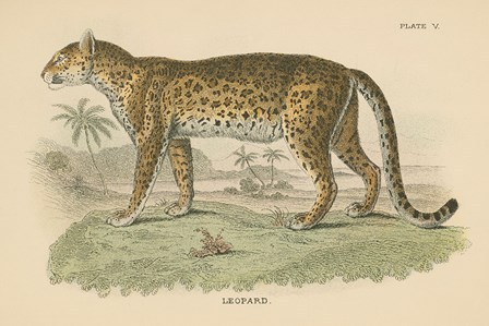 Vintage Leopard by Wild Apple Portfolio art print