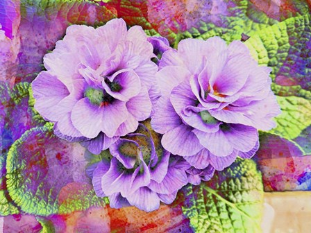 Primula Lilac Fantasy by Dorothy Berry-Lound art print