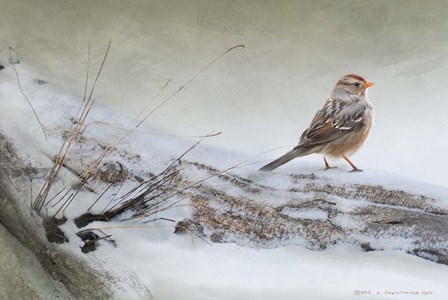 Snowscape Wc Sparrow by Chris Vest art print