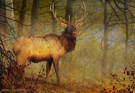 Aspen Forest Bull Elk by Chris Vest art print